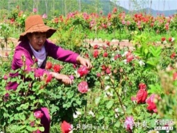 山东淄博沂源60亩月季花竞放，美丽产业助推特色乡村旅游