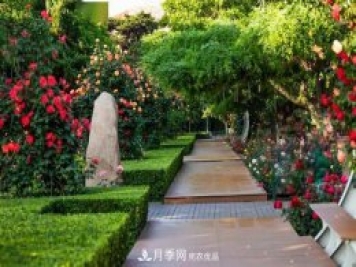 秦皇岛适合养月季花，市花和市树是什么