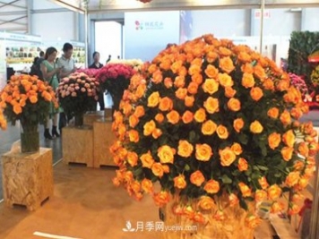 2020年云南“10大名花”千万元奖励，多个月季种苗获奖