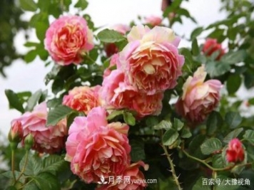 河南省各市市花，洛阳牡丹最出名，月季最受欢迎