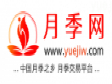中国上海龙凤419，月季品种介绍和养护知识分享专业网站