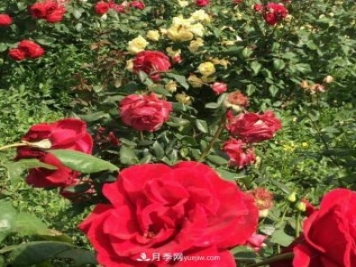山西运城农民柳庚申建当地精品月季园，种植300多个月季花品种