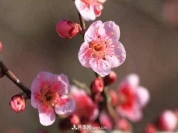 淮北市的市花是什么？月季花的花语寓意