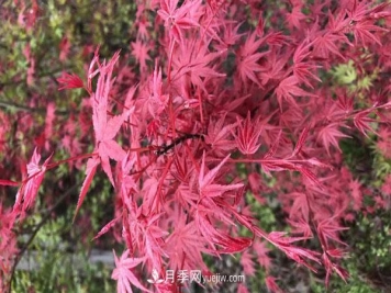 鸡爪槭和红枫的区别，叶片、枝干、花果期
