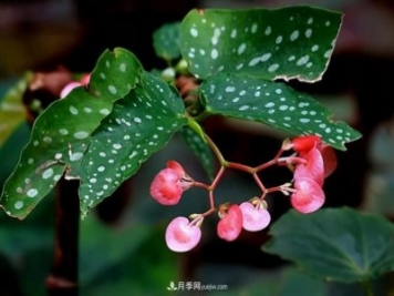 网红花卉之鳟鱼秋海棠，叶奇花美，如何进行日常养护