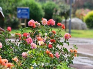 200多种月季花，花卉新品种丰富寿光城市园林色彩